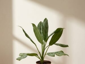 Aglaonema 'Silver Queen'