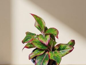 Aglaonema 'Siam Aurora'