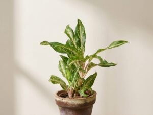 Aglaonema 'Butterfly'