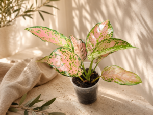 Aglaonema 'Anyamanee'