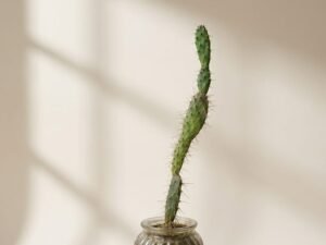 Cholla-Type Cactus