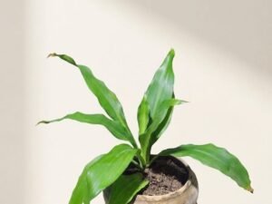 Cast Iron Plant