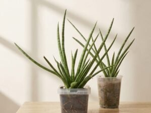 Cylindrica Snake Plant (Dracaena angolensis)