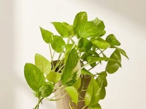 Variegated Neon Sport