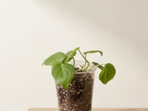 Heartleaf Philodendron