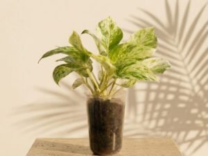Marble Queen Pothos