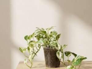 N'Joy' Pothos