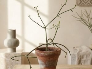 Pencil Cactus