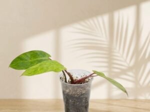 Philodendron 'Painted Lady'