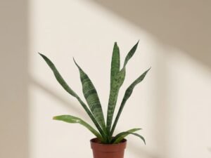Snake Plant
