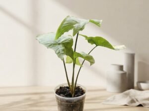 Snygonium Snow White (Arrowhead)