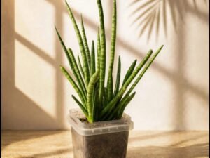 Cylindrica Snake Plant (Dracaena angolensis)