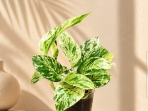 Marble Queen Pothos